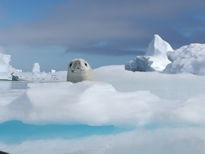 Antarctica  - Baby seal pup