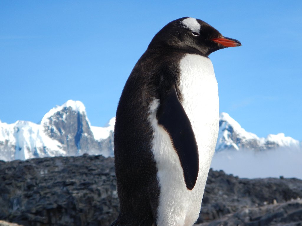 Antarctica  - Zoom on a penguin
