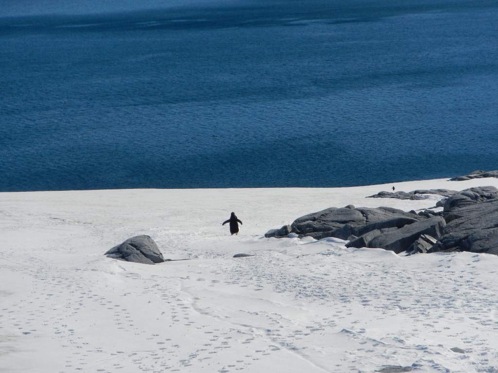 Antarctica  - A penguin goes for adventures