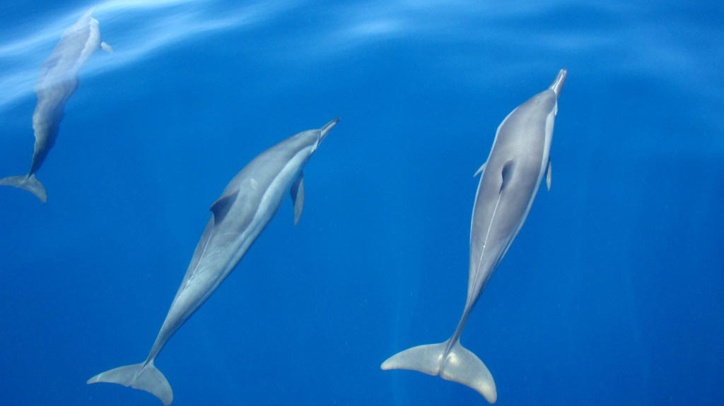 Dolphins